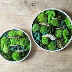 tableau végétal rond lot de 2 thème sous bois