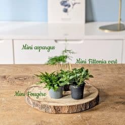 recharge pour terrarium grand modèle