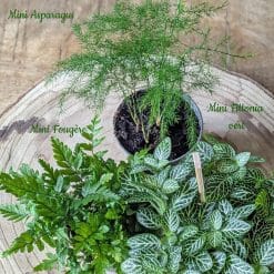 recharge pour terrarium grand modèle