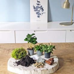 recharge pour terrarium grand modèle