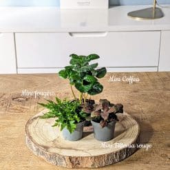 recharge pour terrarium grand modèle