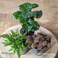 recharge pour terrarium grand modèle