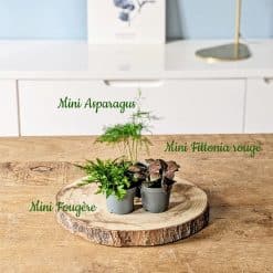 recharge pour terrarium grand modèle
