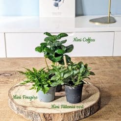 recharge pour terrarium grand modèle