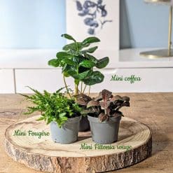 recharge pour terrarium grand modèle