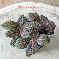 recharge pour terrarium petit modèle