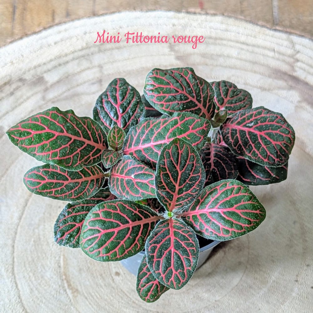 recharge pour terrarium petit modèle