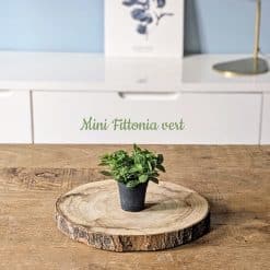 recharge pour terrarium petit modèle