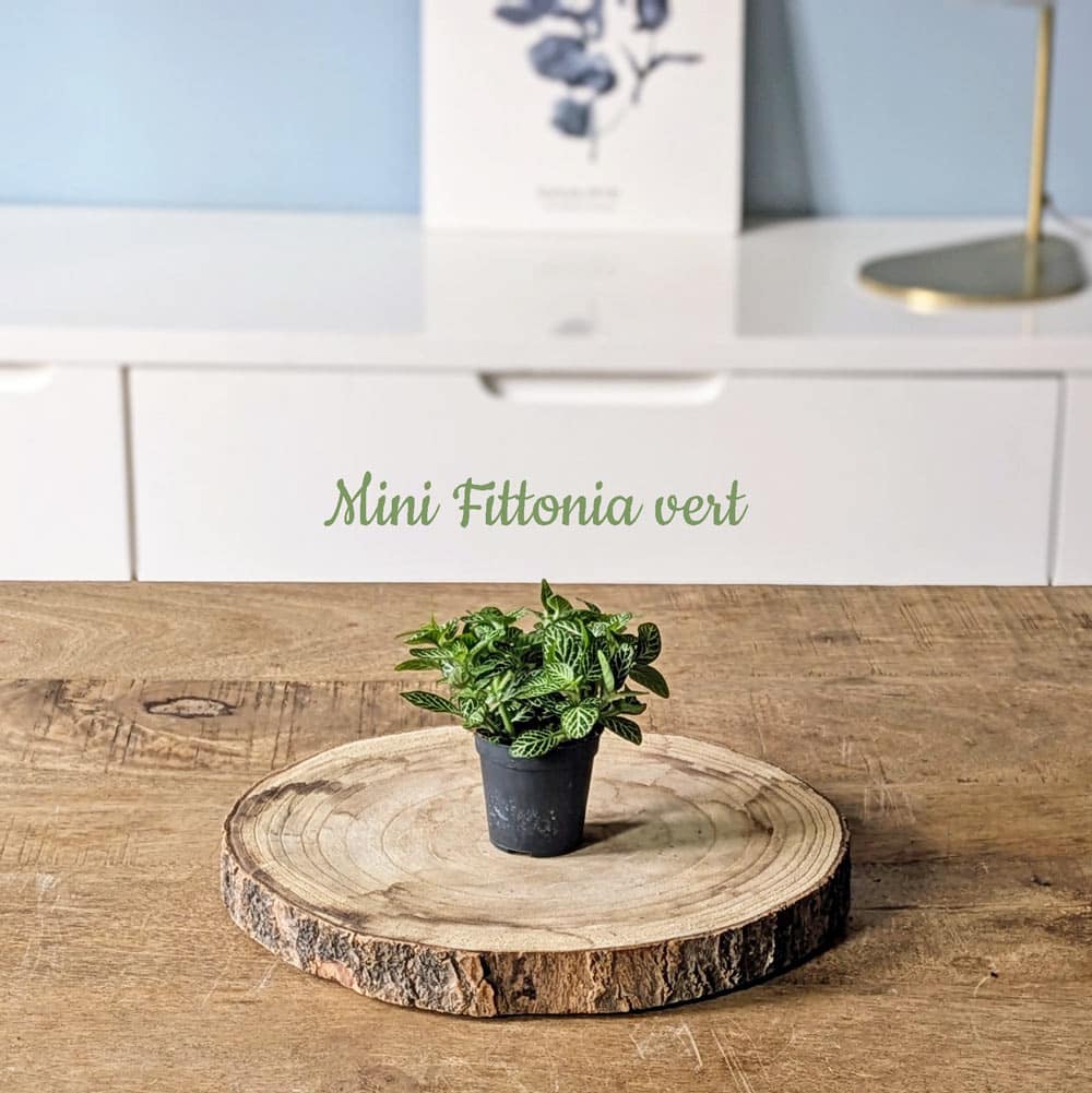 recharge pour terrarium petit modèle
