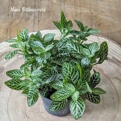 recharge pour terrarium petit modèle