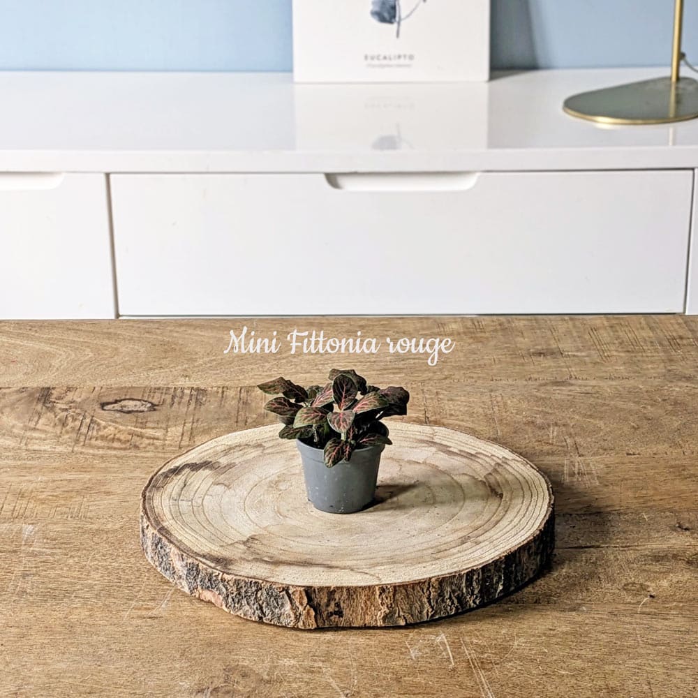 recharge pour terrarium petit modèle