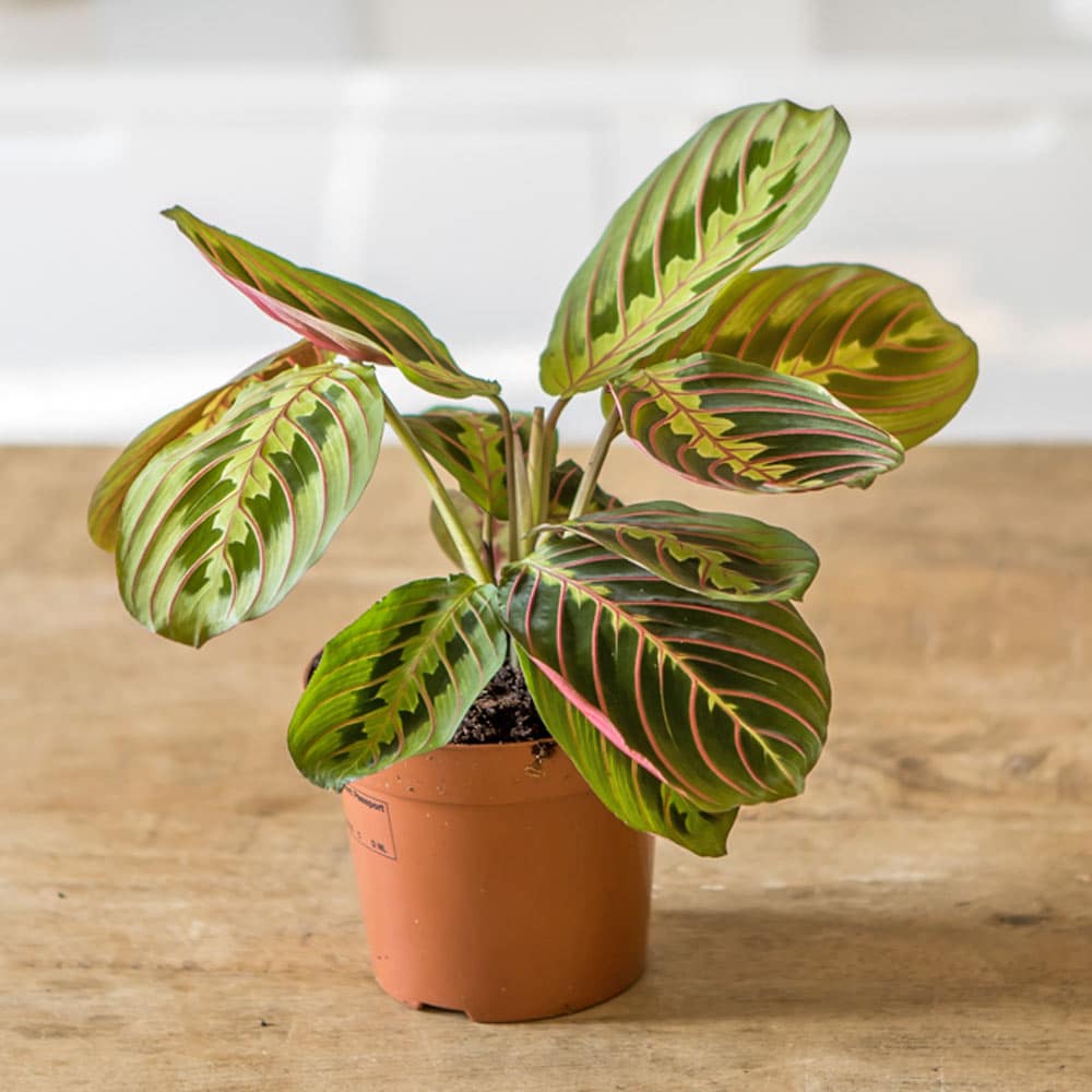 maranta leuconeura